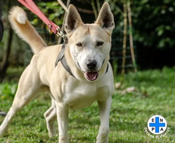 Chester, male Mixed Breed for adoption at ENPA Vicenza, Vicenza