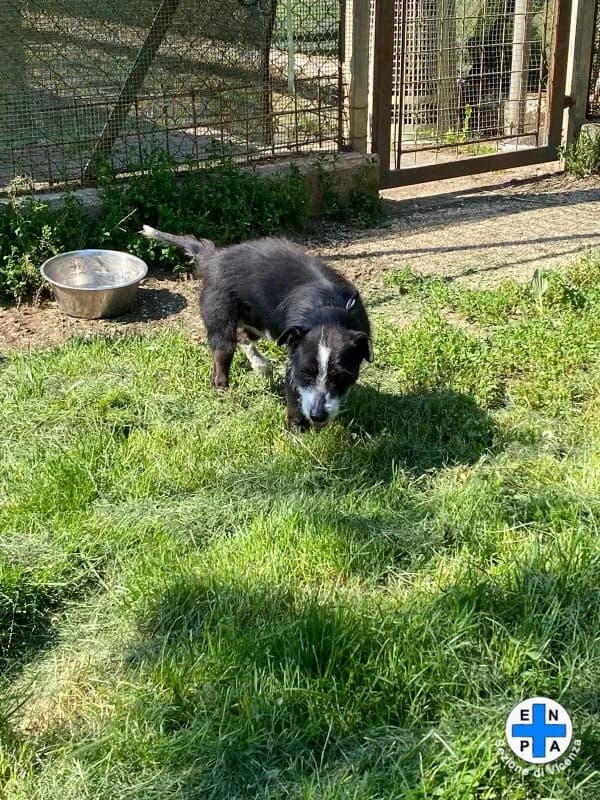 Chicco, male Mixed Breed for adoption at ENPA Vicenza, Vicenza