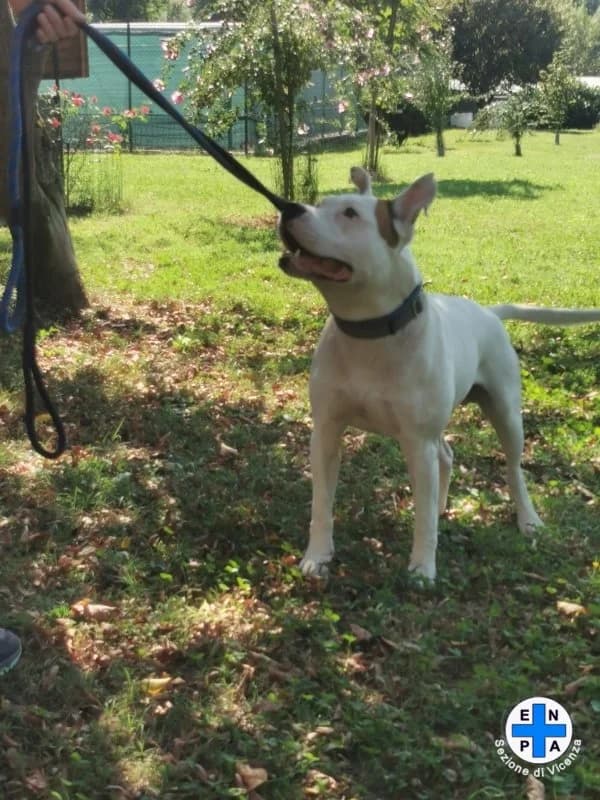 Diuk, male Mixed Breed for adoption at ENPA Vicenza, Vicenza