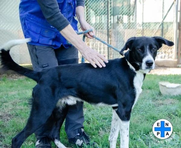 Leone, male Mixed Breed for adoption at ENPA Vicenza, Vicenza