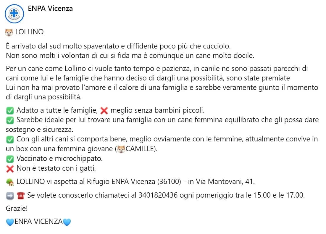 Lollino, male Mixed Breed for adoption at ENPA Vicenza, Vicenza