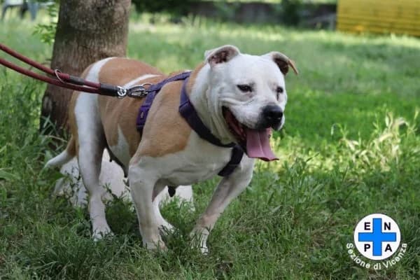 Mamy, female Mixed Breed for adoption at ENPA Vicenza, Vicenza