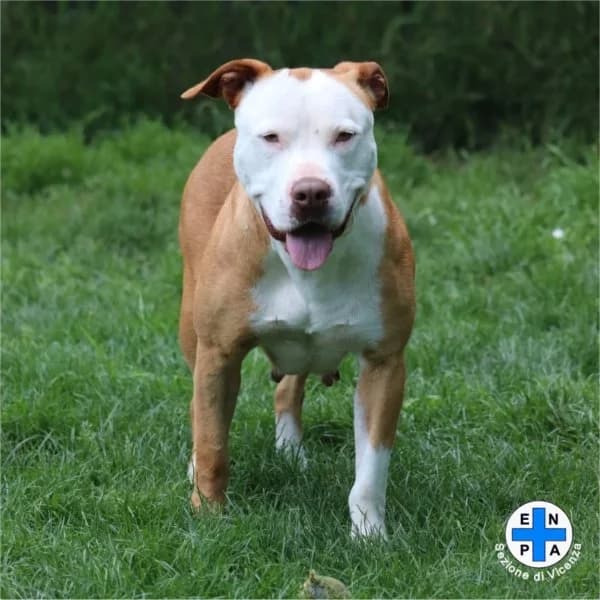 Maya, female Mixed Breed for adoption at ENPA Vicenza, Vicenza
