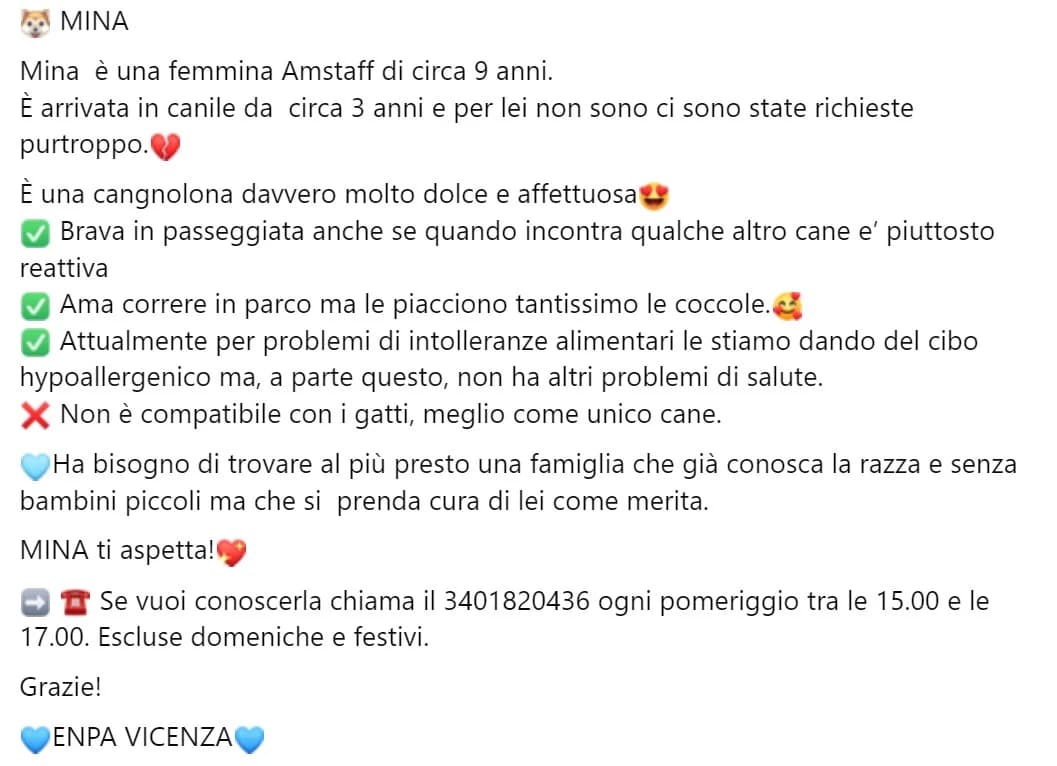 Mina, female Mixed Breed for adoption at ENPA Vicenza, Vicenza
