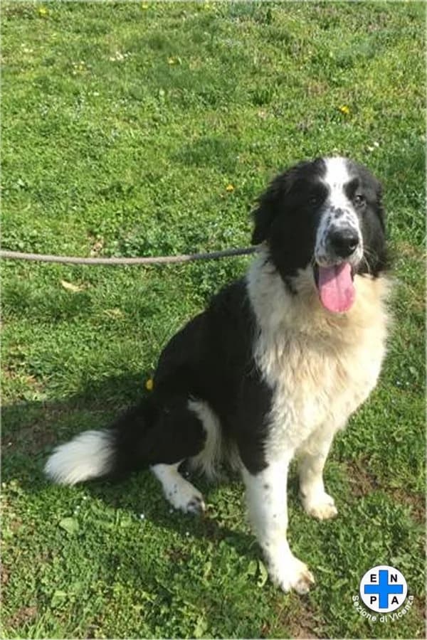 Nelson, male Mixed Breed for adoption at ENPA Vicenza, Vicenza