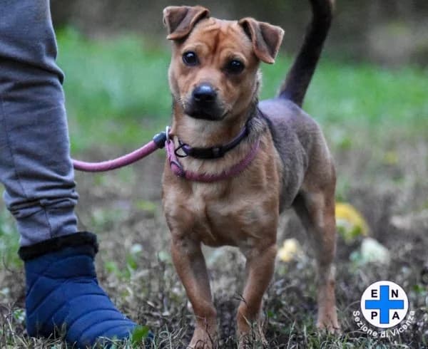 Pablo, male Mixed Breed for adoption at ENPA Vicenza, Vicenza