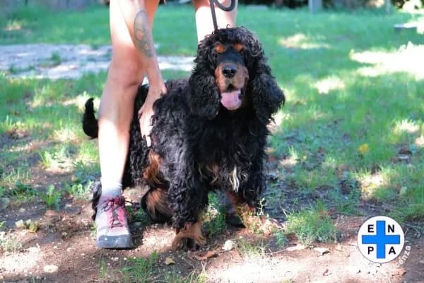 Rei, male Mixed Breed for adoption at ENPA Vicenza, Vicenza