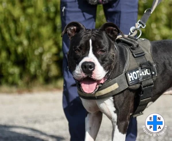 Rocco, male Mixed Breed for adoption at ENPA Vicenza, Vicenza