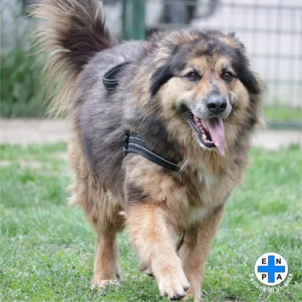 Syd, male Mixed Breed for adoption at ENPA Vicenza, Vicenza