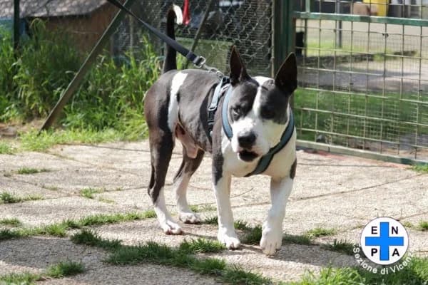 Tyson, male Mixed Breed for adoption at ENPA Vicenza, Vicenza