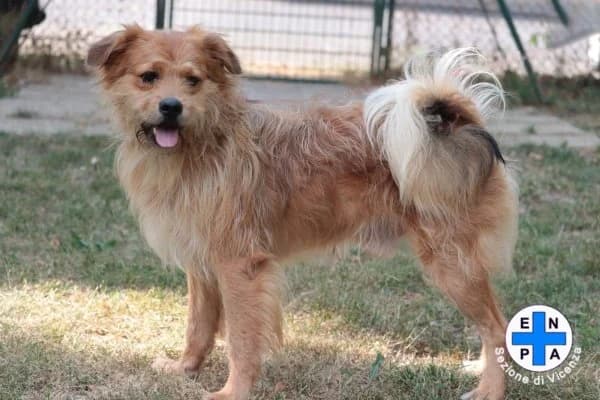Yoda, male Mixed Breed for adoption at ENPA Vicenza, Vicenza