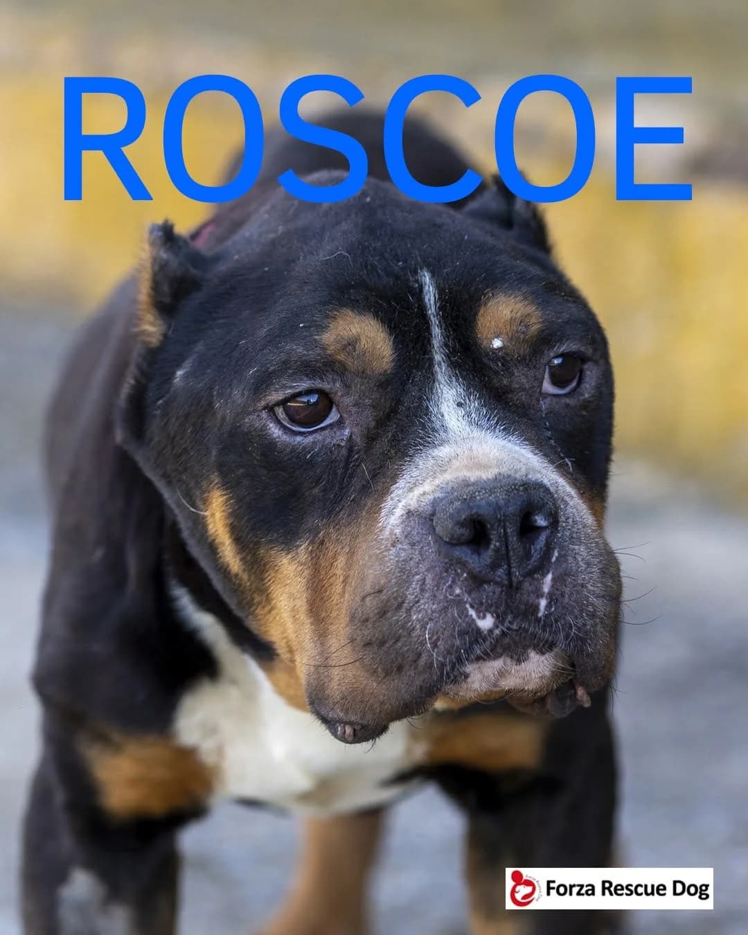 Amici in adozione – Roscoe,  senior Mixed Breed for adoption at Forza RESCUE Dog