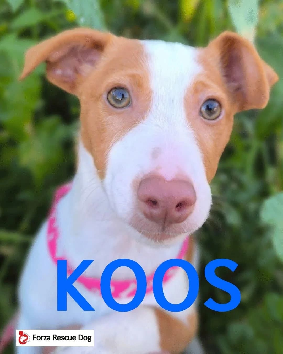 Amici in adozione – Koos,  young Mixed Breed for adoption at Forza RESCUE Dog