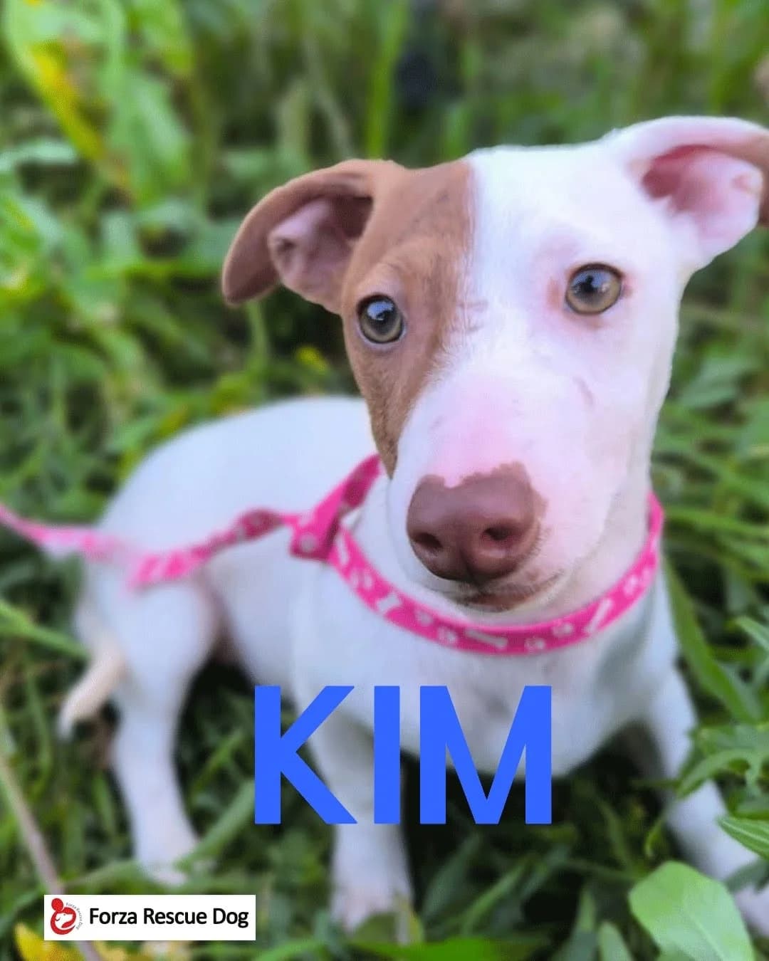 Riservato – Kim,  young Mixed Breed for adoption at Forza RESCUE Dog
