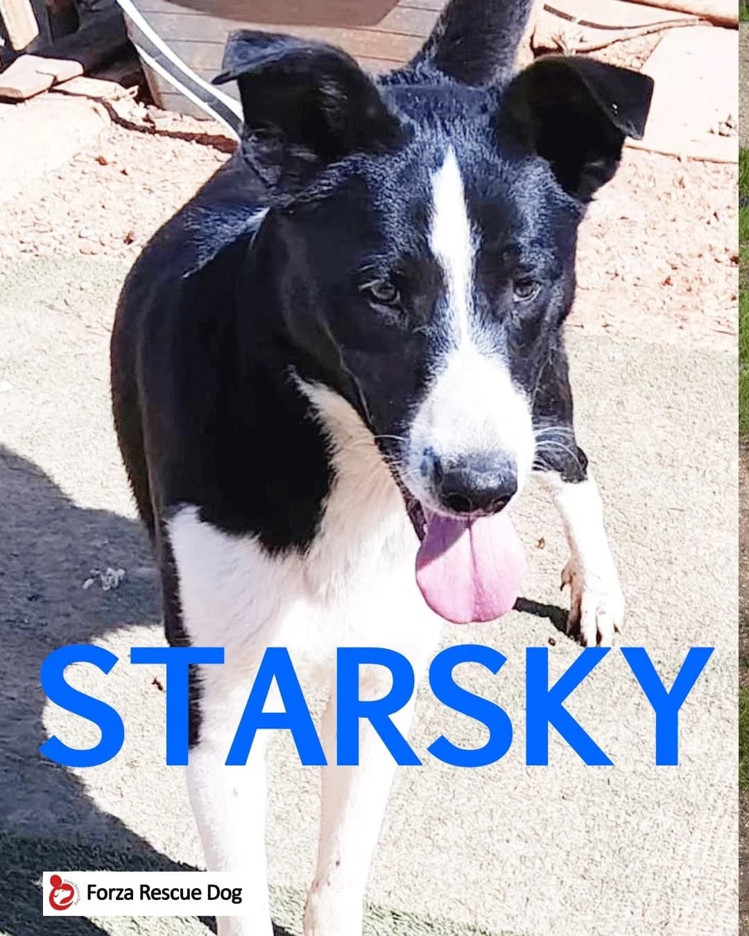 Amici in adozione – Starsky,  puppy Mixed Breed for adoption at Forza RESCUE Dog