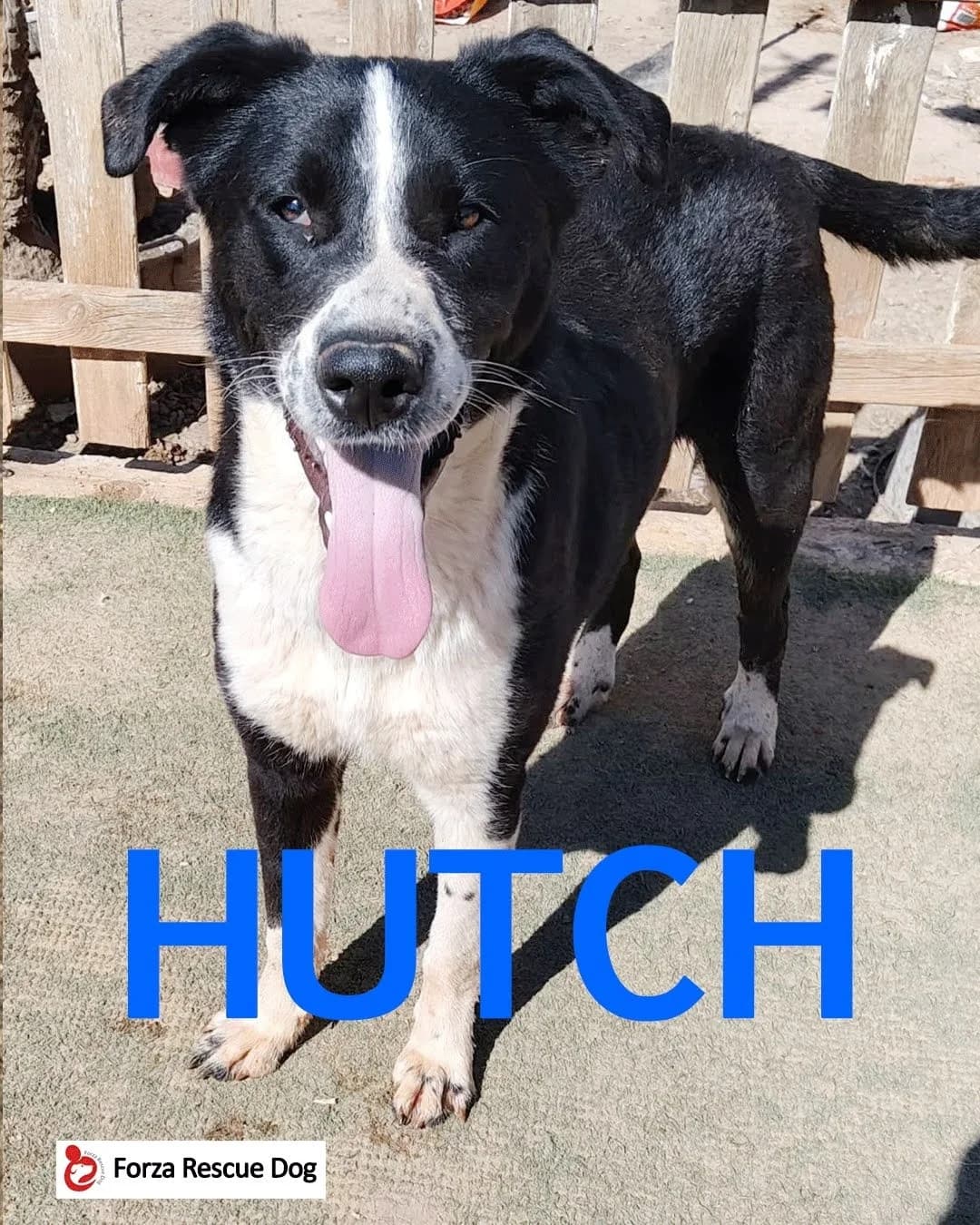 Amici in adozione – Hutch,  puppy Mixed Breed for adoption at Forza RESCUE Dog