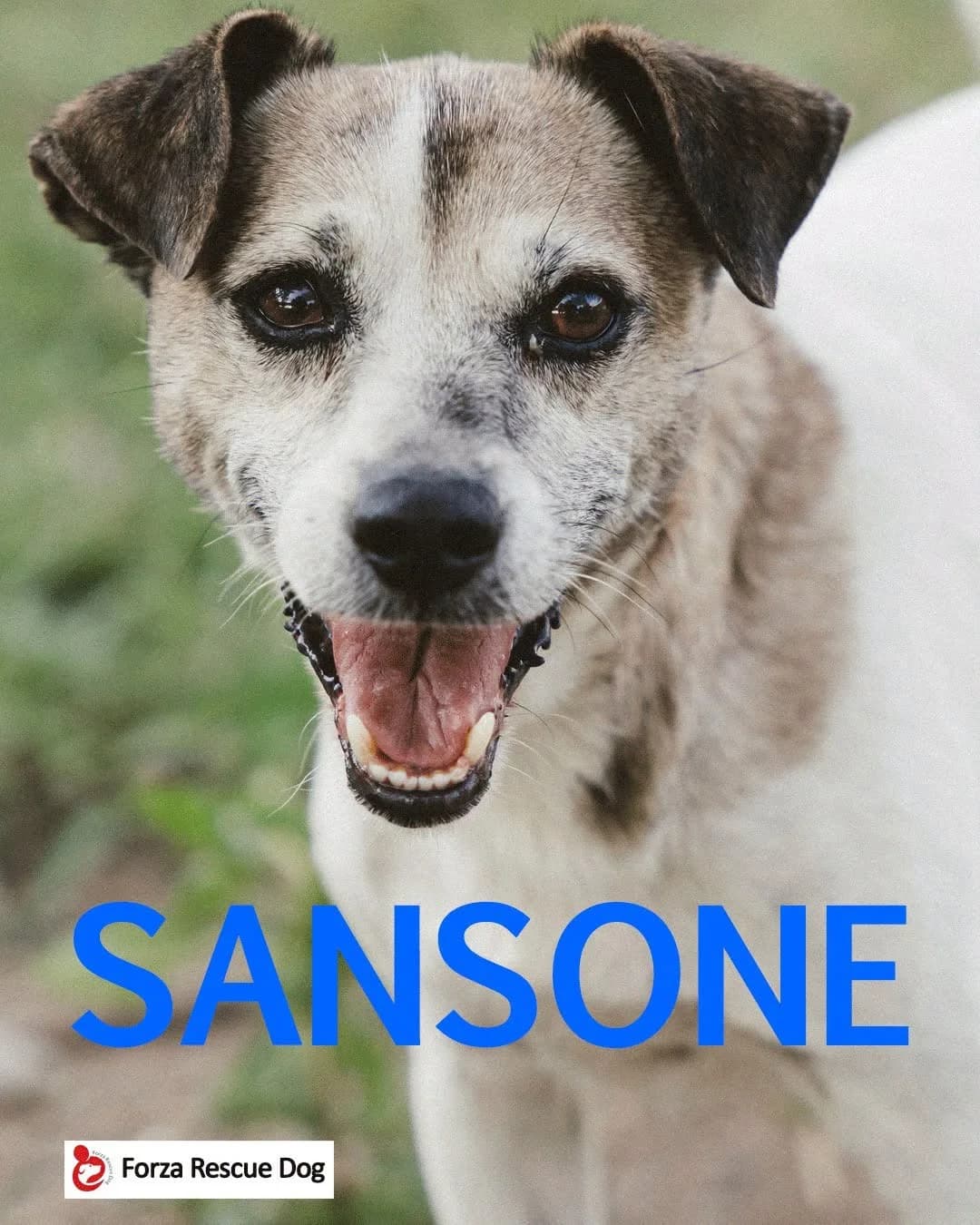 Riservato –,  6yo Mixed Breed for adoption at Forza RESCUE Dog