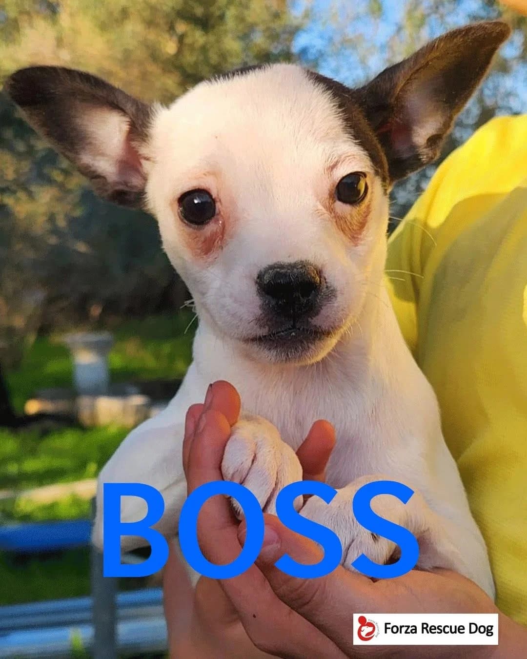 Amici in adozione – Boss,  young Mixed Breed for adoption at Forza RESCUE Dog