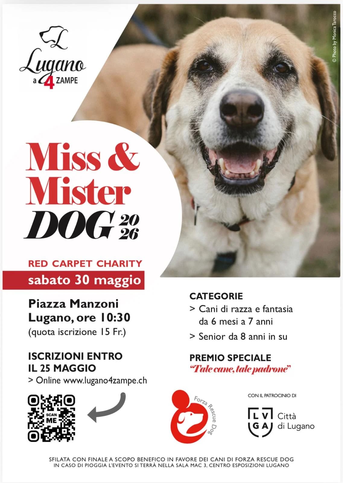 MISS & MISTER DOG 2026 – RED CARPET CHARITY,  puppy Mixed Breed for adoption at Forza RESCUE Dog