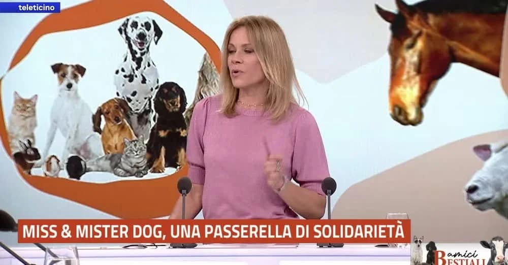 GRAZIE TELETICINO! MISS & MISTER DOG 2026 – RED CARPET CHARITY,  puppy Mixed Breed for adoption at Forza RESCUE Dog