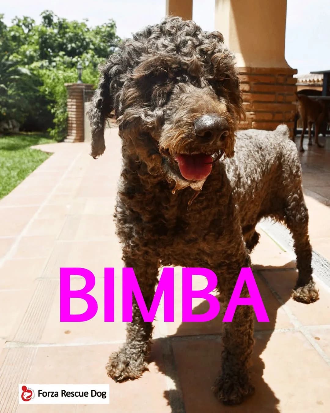Amici in adozione –,  7yo Mixed Breed for adoption at Forza RESCUE Dog