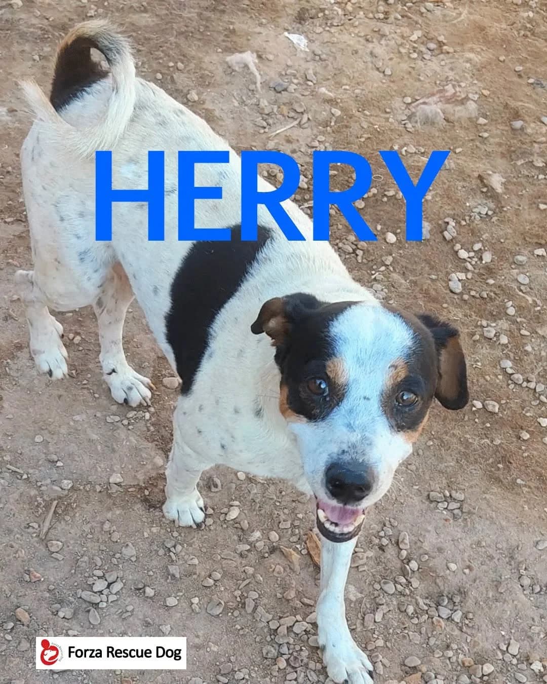 Amici in adozione –,  Mixed Breed for adoption at Forza RESCUE Dog