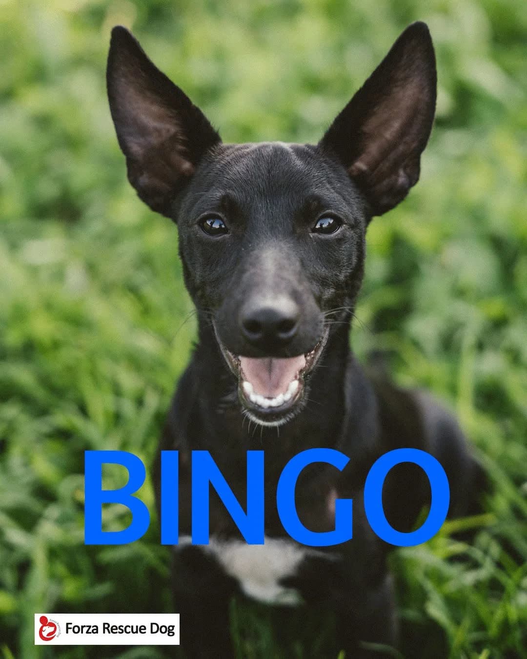 Amici in adozione – Bingo, puppy Mixed Breed for adoption at Forza RESCUE Dog