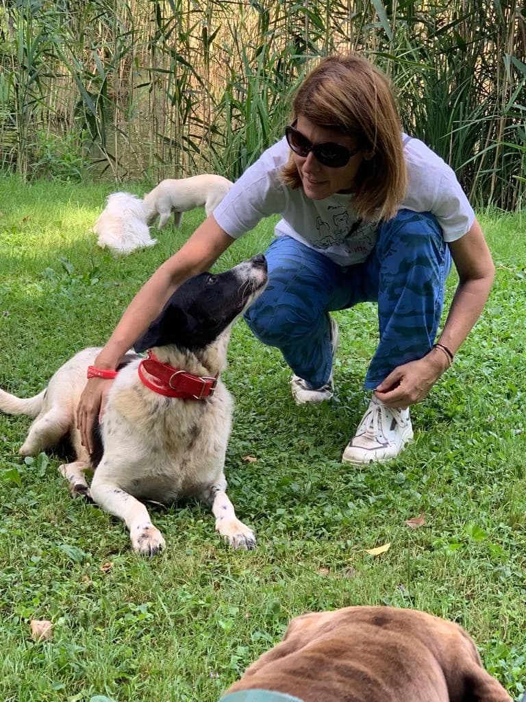 Come aiutarci, puppy Mixed Breed for adoption at Forza RESCUE Dog