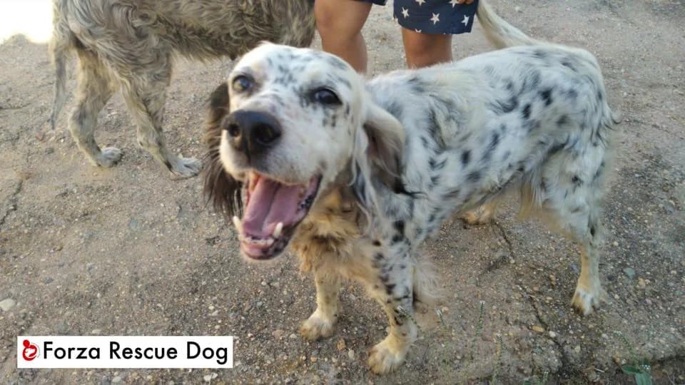 Flecha – volata sul ponte, female senior Mixed Breed for adoption at Forza RESCUE Dog
