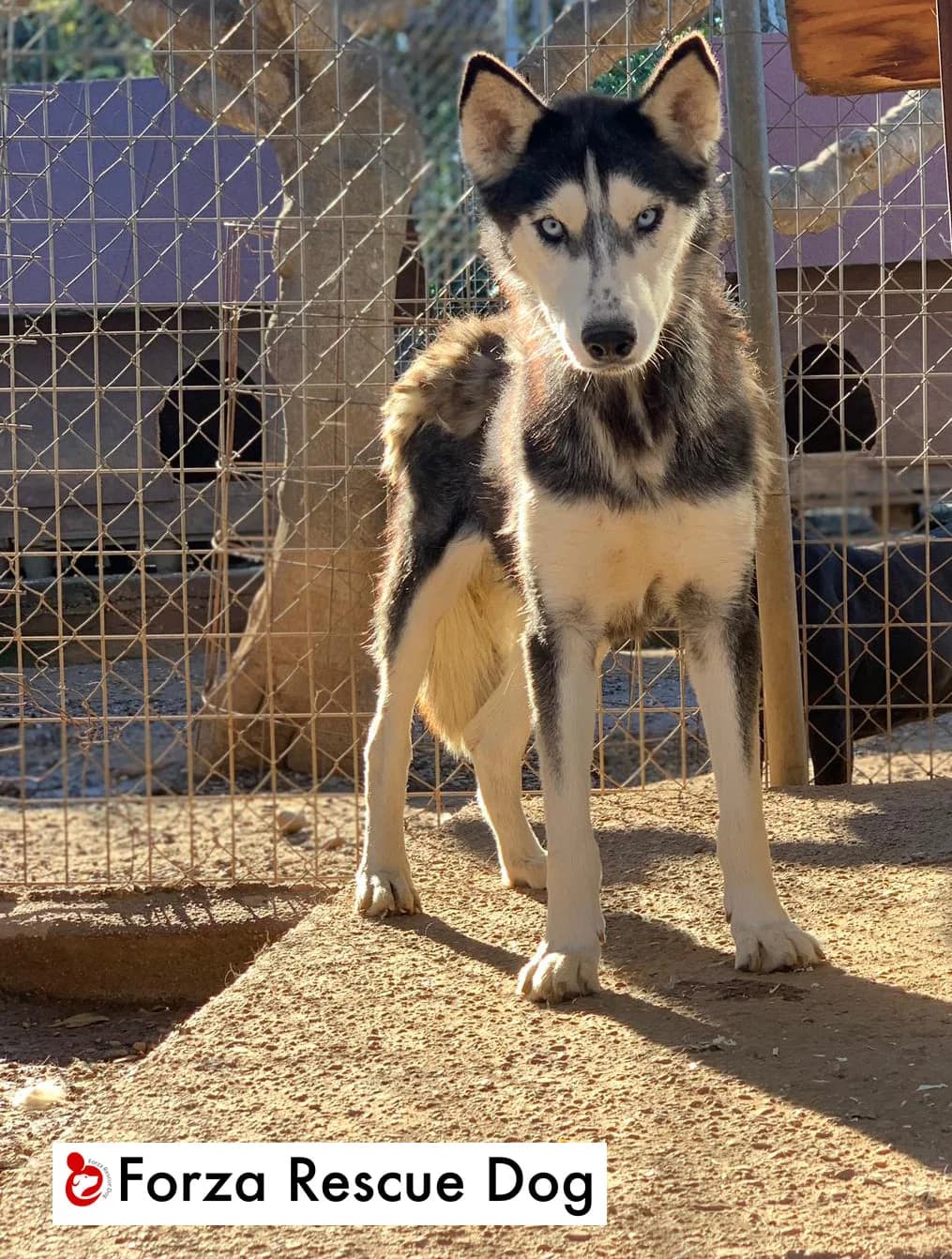 Volata sul ponte dell’arcobaleno luglio 2022 -Siberia, female 6yo Mixed Breed for adoption at Forza RESCUE Dog
