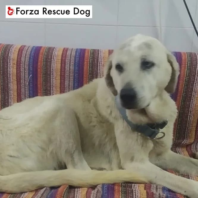 Leah – volata sul ponte 21.03.21, female 6yo Mixed Breed for adoption at Forza RESCUE Dog