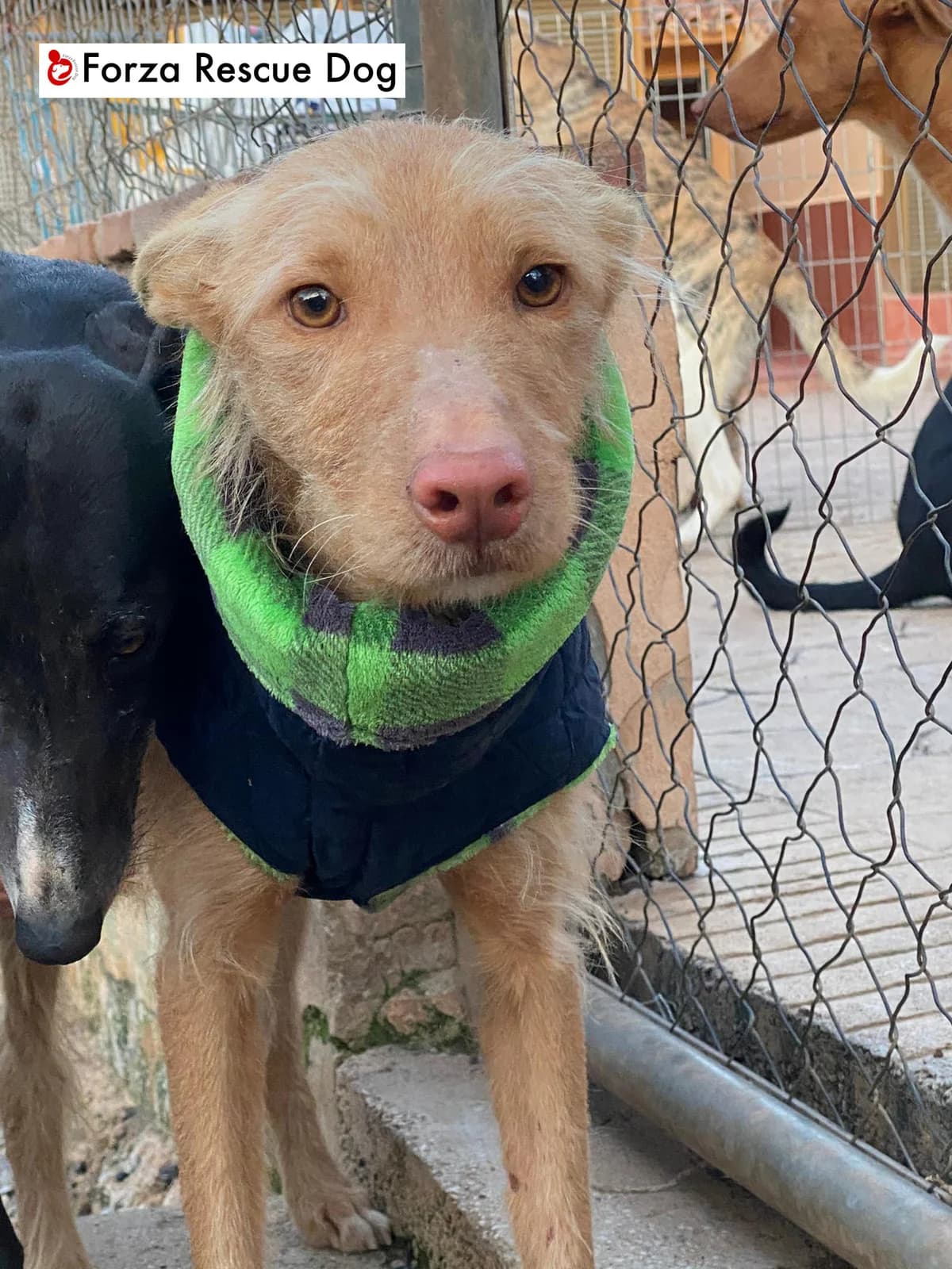Keko – volato sul ponte 21.03.21, male 5yo Mixed Breed for adoption at Forza RESCUE Dog
