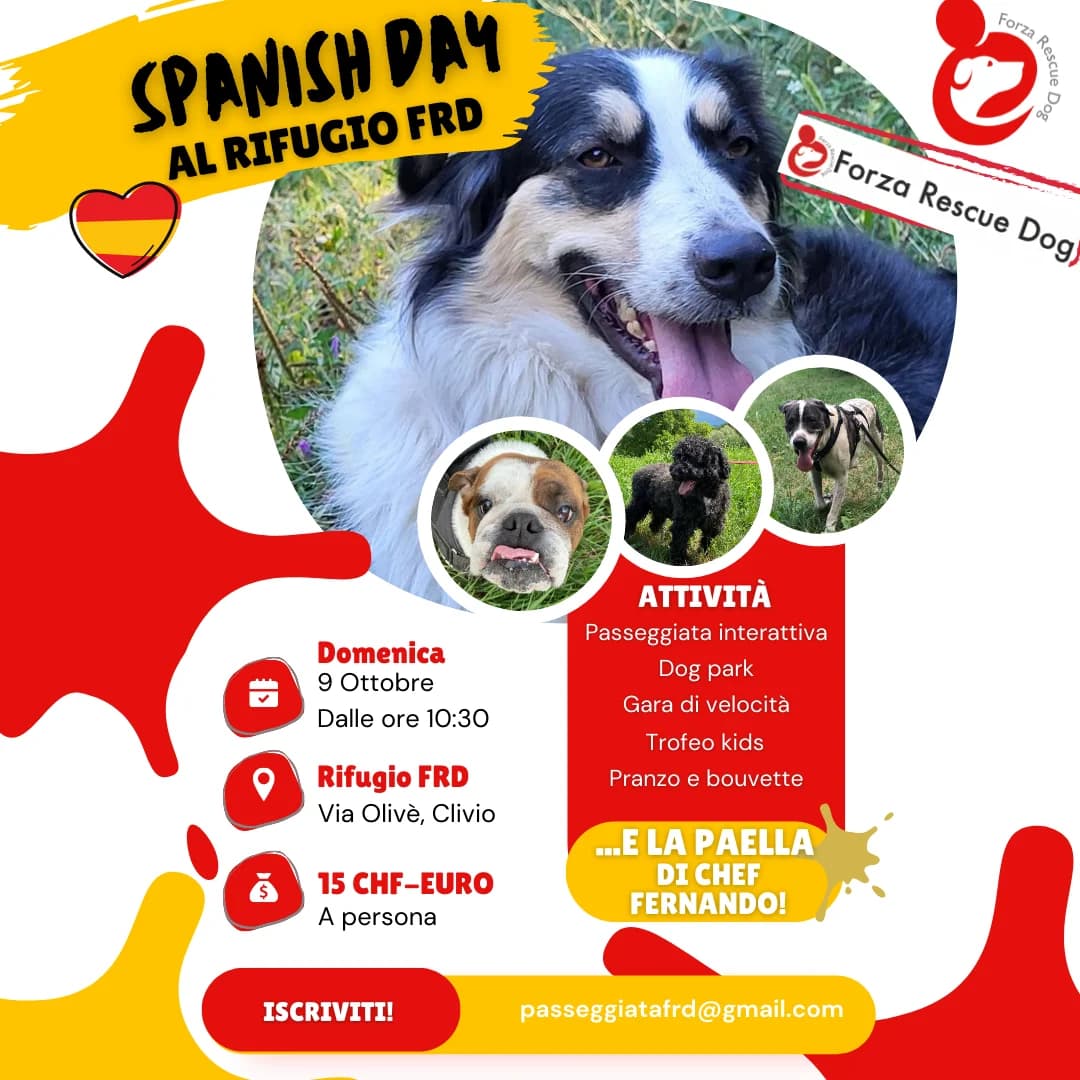 Passeggiata al rifugio 9 ottobre 2022,  senior Mixed Breed for adoption at Forza RESCUE Dog