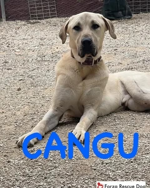 Amici in adozione – Cangu,  Mixed Breed for adoption at Forza RESCUE Dog