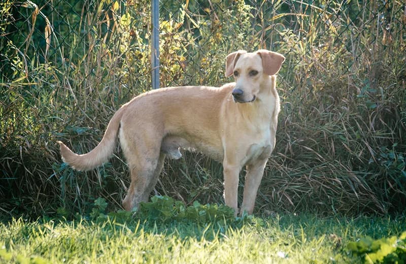 Alfio, male senior mixed breed for adoption at Fuori Le Zampe ODV, Bologna