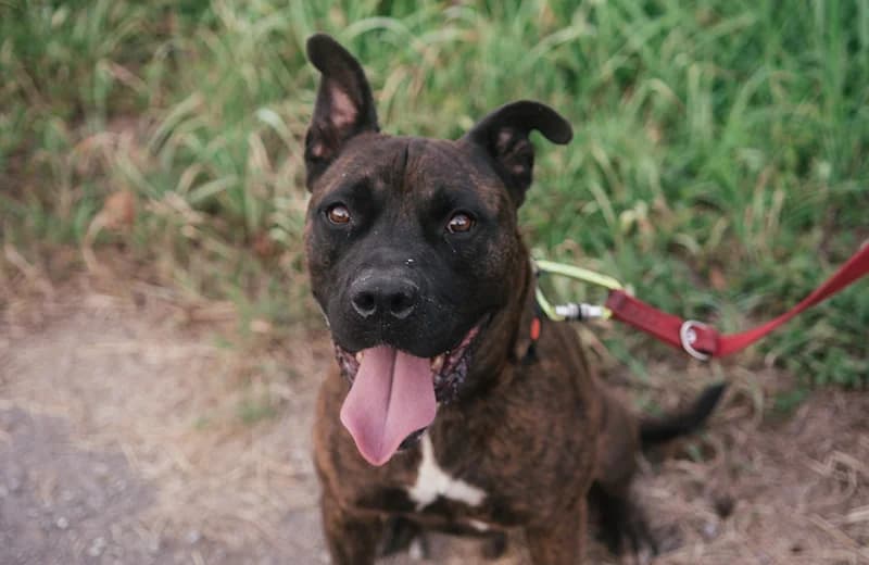 Bacon, male senior mixed breed for adoption at Fuori Le Zampe ODV, Bologna