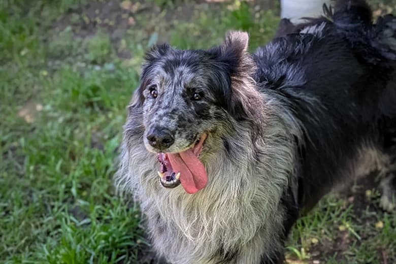 Balù, male senior mixed breed for adoption at Fuori Le Zampe ODV, Bologna