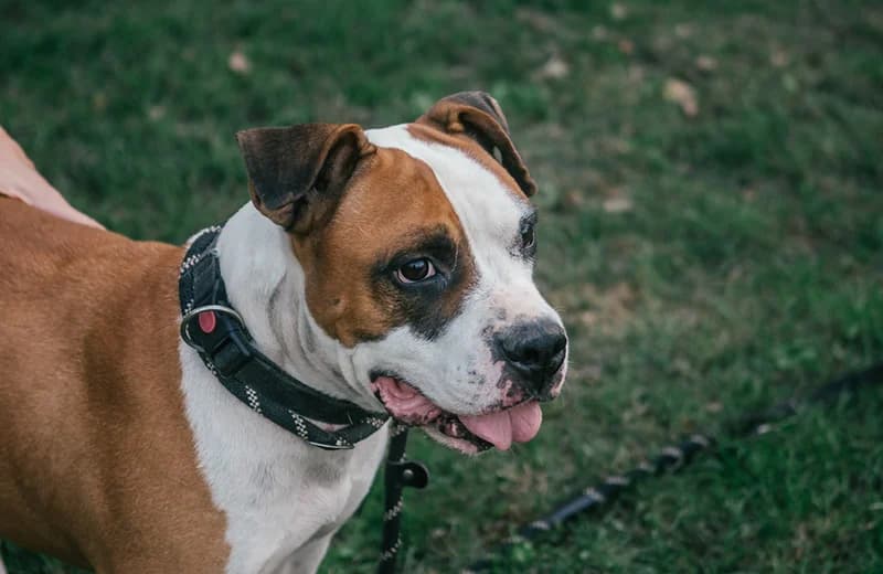 Birillo, male senior American Staffordshire Terrier for adoption at Fuori Le Zampe ODV, Bologna