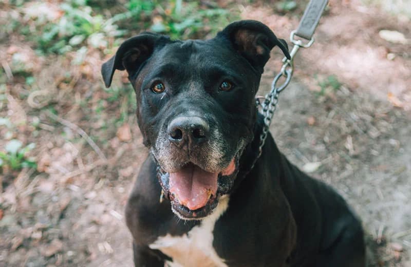 Black,  7yo mixed breed for adoption at Fuori Le Zampe ODV, Bologna