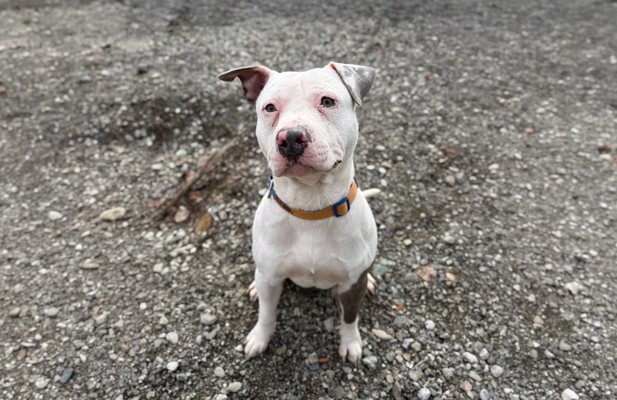 Blanco, male 3yo Pit Bull Terrier for adoption at Fuori Le Zampe ODV, Bologna