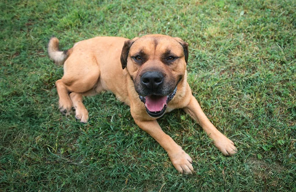 Charlie,  senior mixed breed for adoption at Fuori Le Zampe ODV, Bologna