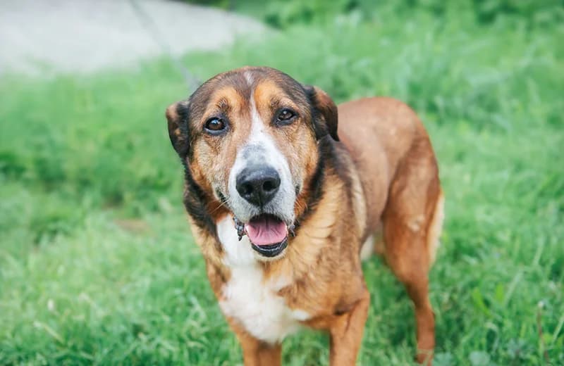 Dog, male senior mixed breed for adoption at Fuori Le Zampe ODV, Bologna