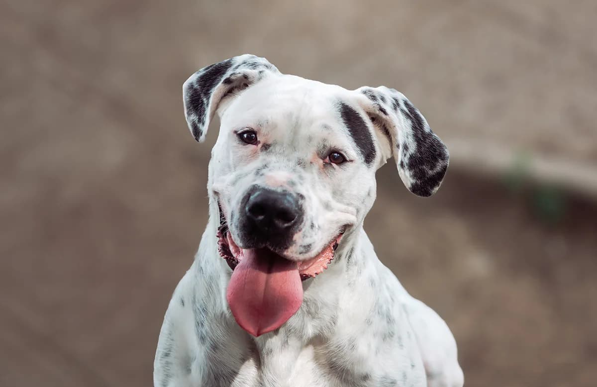 Ecate,  3yo mixed breed for adoption at Fuori Le Zampe ODV, Bologna