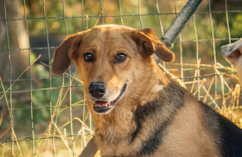 Fuji, female senior mixed breed for adoption at Fuori Le Zampe ODV, Bologna