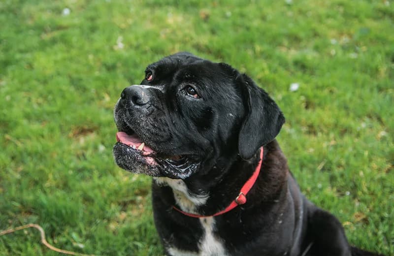 Gigi,  Cane Corso for adoption at Fuori Le Zampe ODV, Bologna