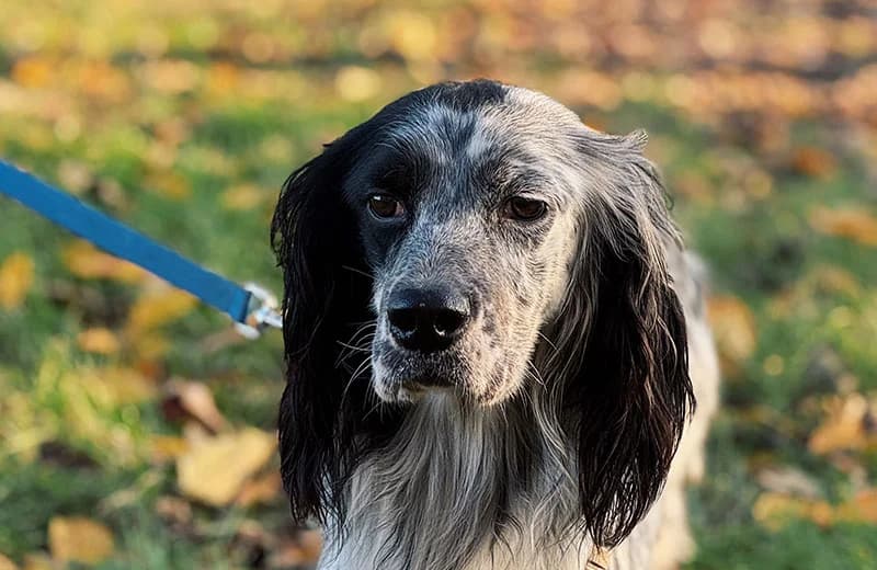 Giove,  6yo English Setter for adoption at Fuori Le Zampe ODV, Bologna