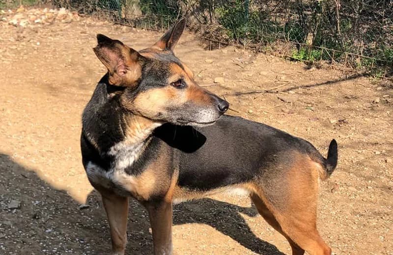 Iva, female senior mixed breed for adoption at Fuori Le Zampe ODV, Bologna
