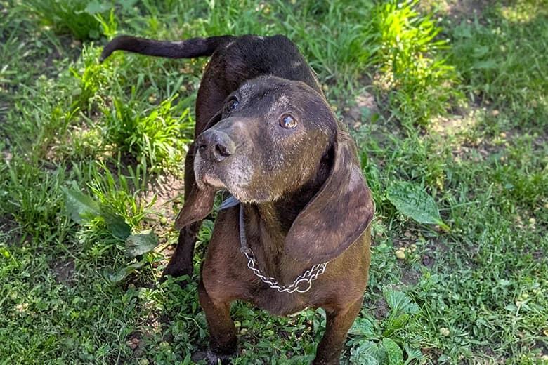 Jimmy, male senior mixed breed for adoption at Fuori Le Zampe ODV, Bologna