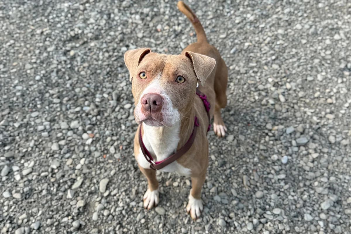Lea,  young Pit Bull Terrier for adoption at Fuori Le Zampe ODV, Bologna