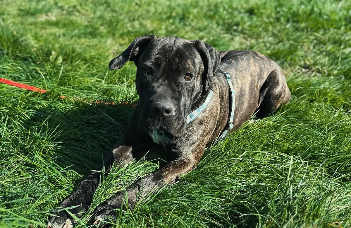 Luce, female 3yo Cane Corso for adoption at Fuori Le Zampe ODV, Bologna